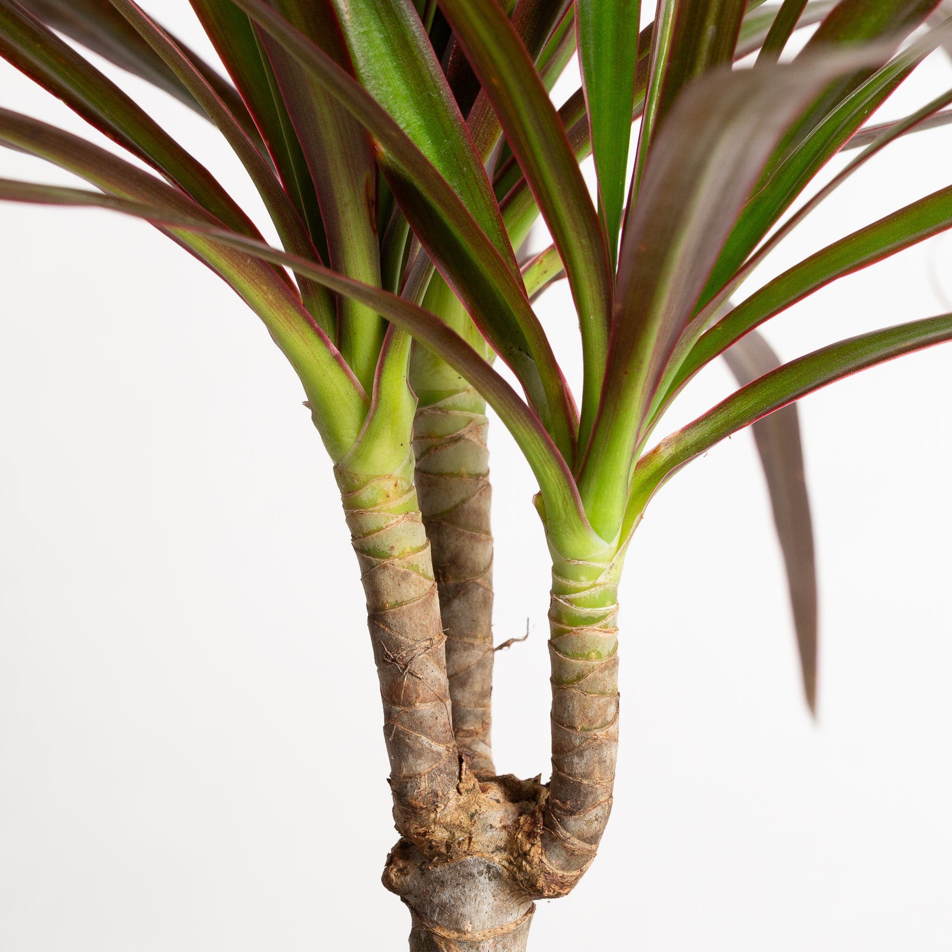 Dragon Tree 'Red Princess' 6" - Urban Sprouts