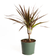 Dragon Tree 'Red Princess' 6" - Urban Sprouts