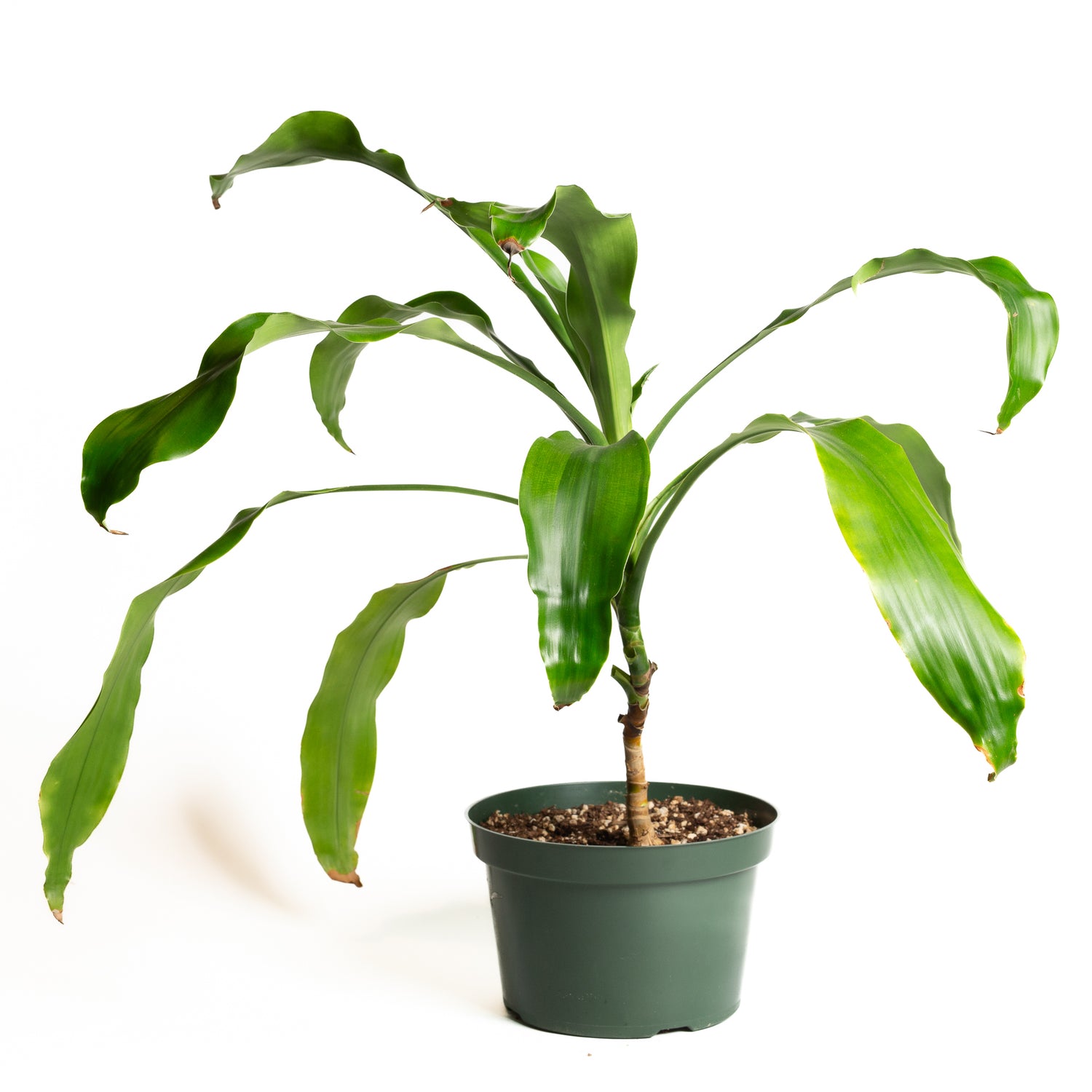 Dragon Tree ' Janet Craig' 8" - Urban Sprouts