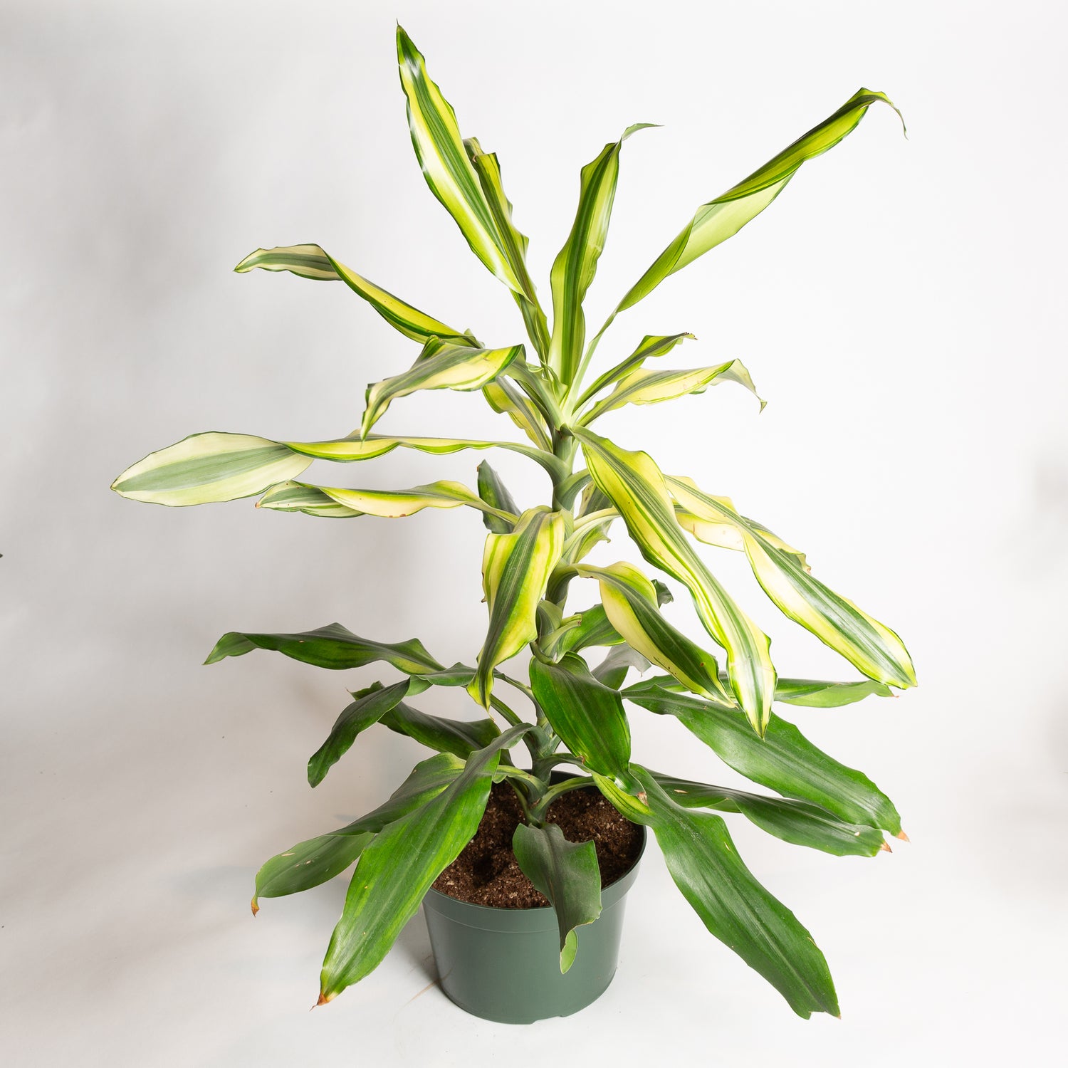 Dragon Tree 'Santa Rosa' 8" - Urban Sprouts