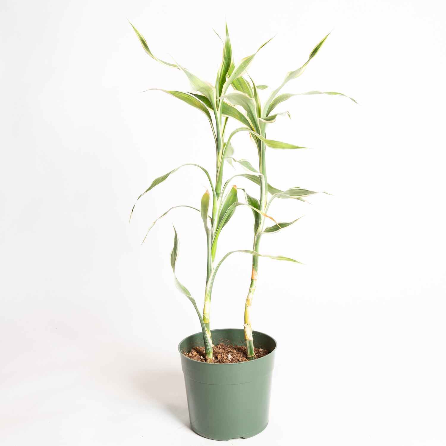 Dragon Tree 'White Ribbon' 6" - Urban Sprouts