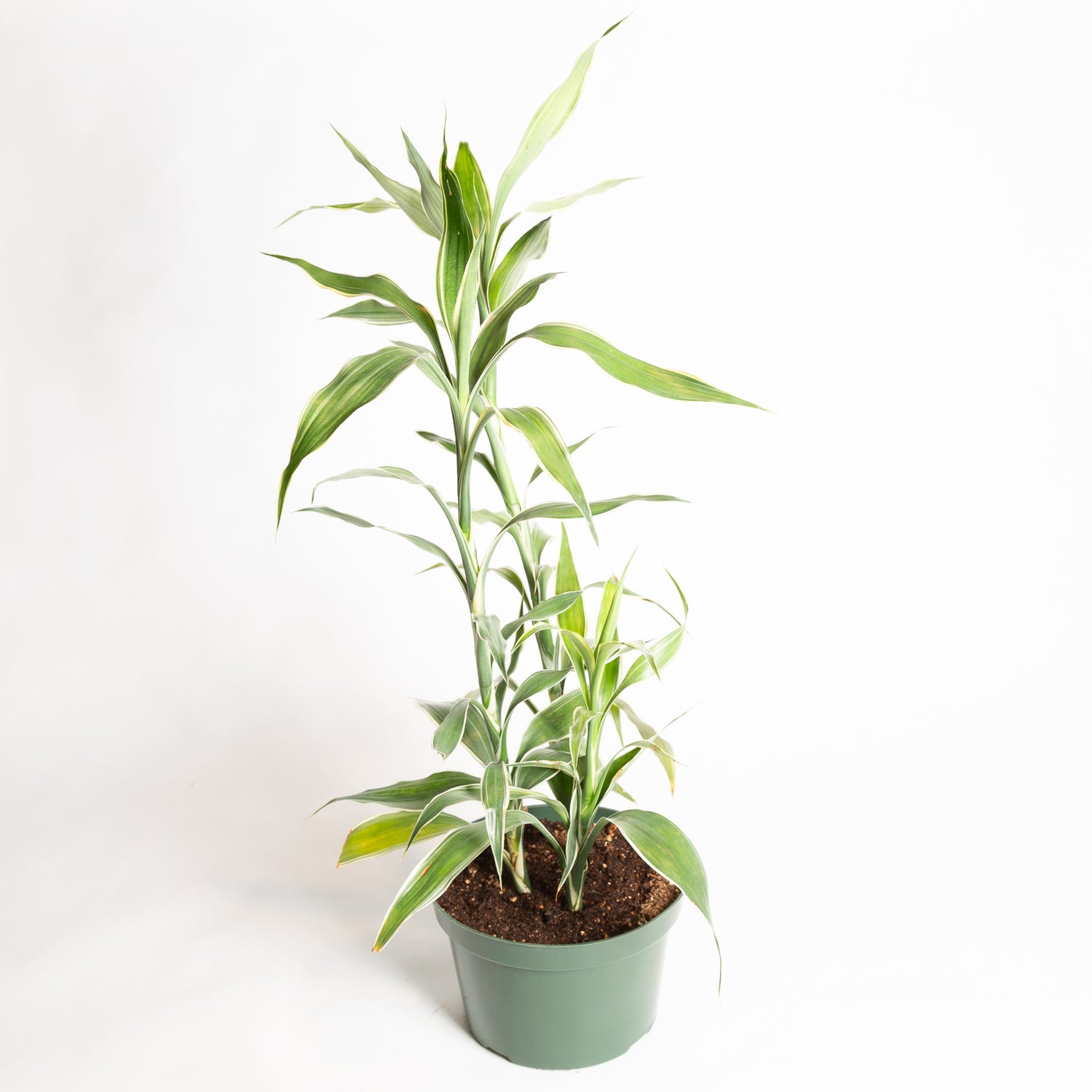 Dragon Tree 'White Ribbon' 8" - Urban Sprouts
