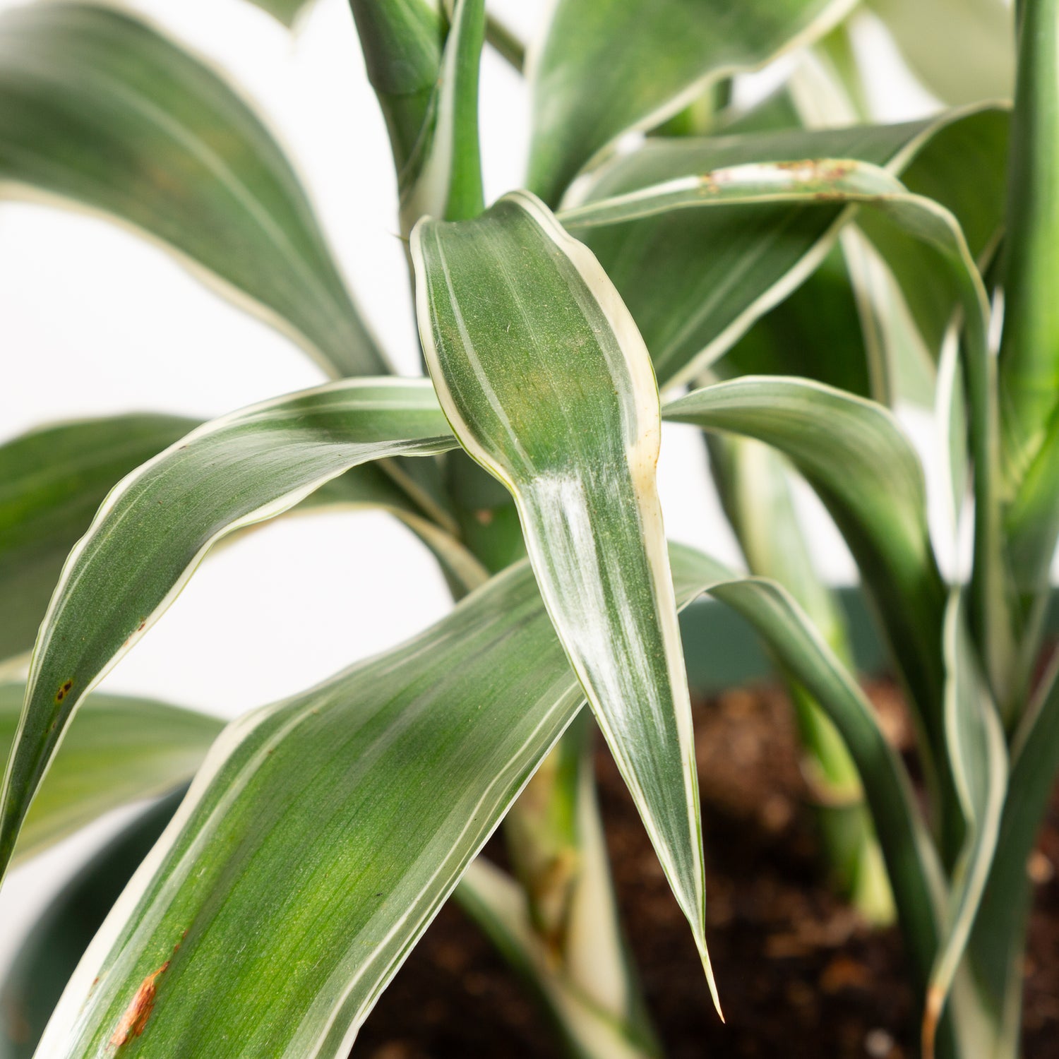 Dragon Tree 'White Ribbon' 8" - Urban Sprouts