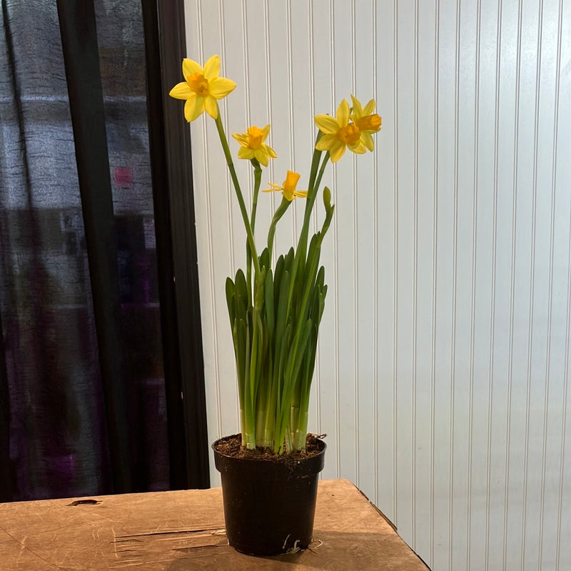 Daffodil 4” - Urban Sprouts