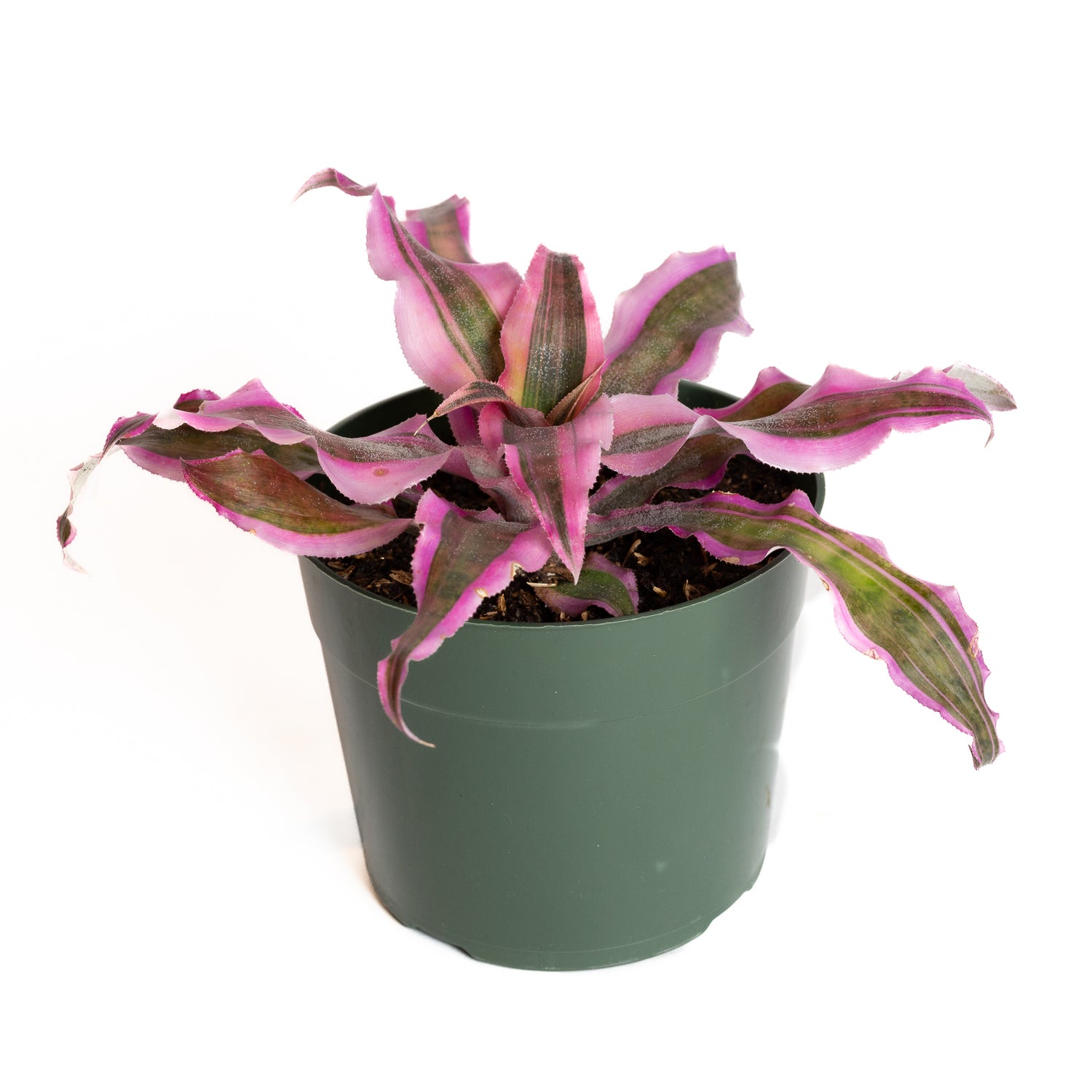 Earth Star 'Pink' 6" - Urban Sprouts