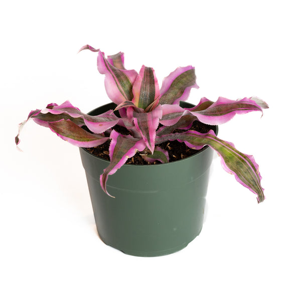Earth Star 'Pink' 6" - Urban Sprouts