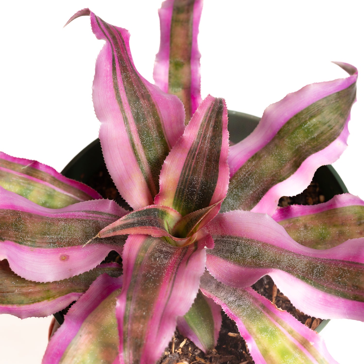 Earth Star 'Pink' 6" - Urban Sprouts