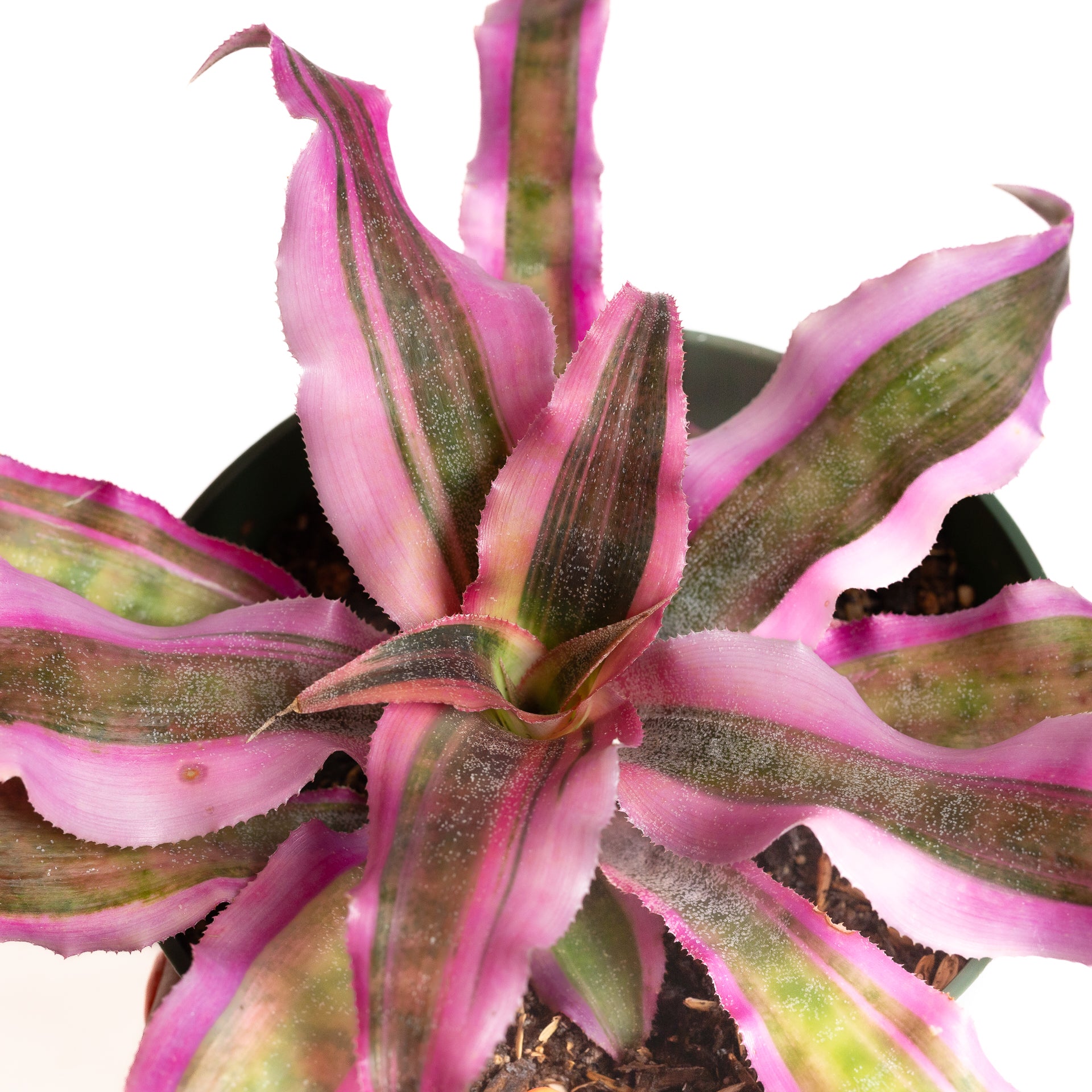 Earth Star 'Pink' 6" - Urban Sprouts