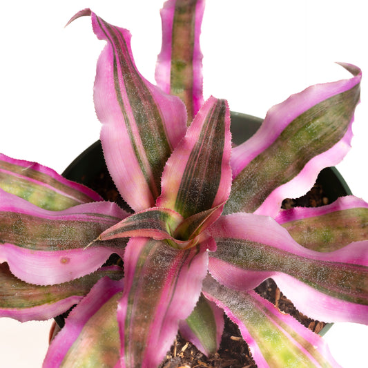 Earth Star 'Pink' 6" - Urban Sprouts