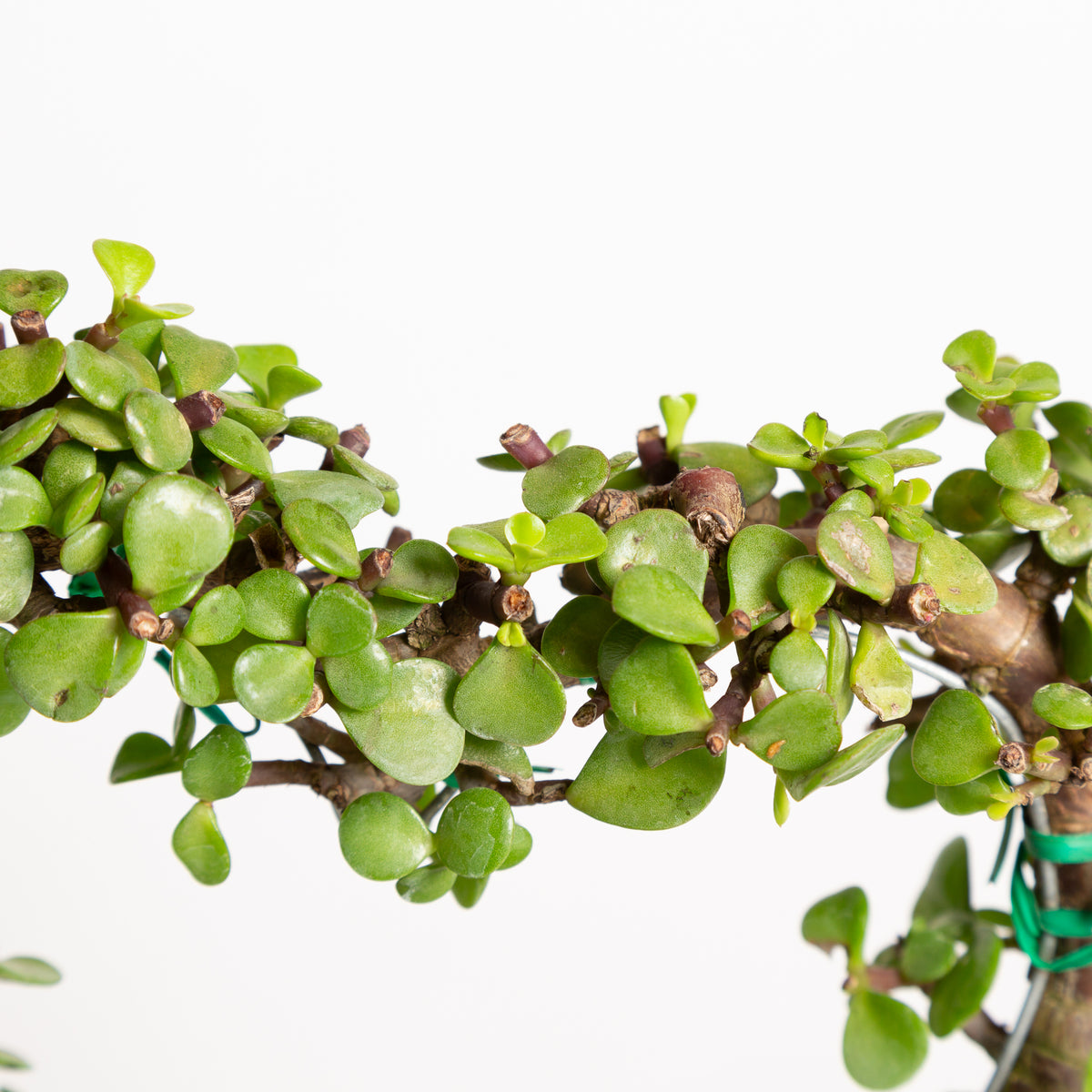 Elephant Bush 'Heart' 6" - Urban Sprouts