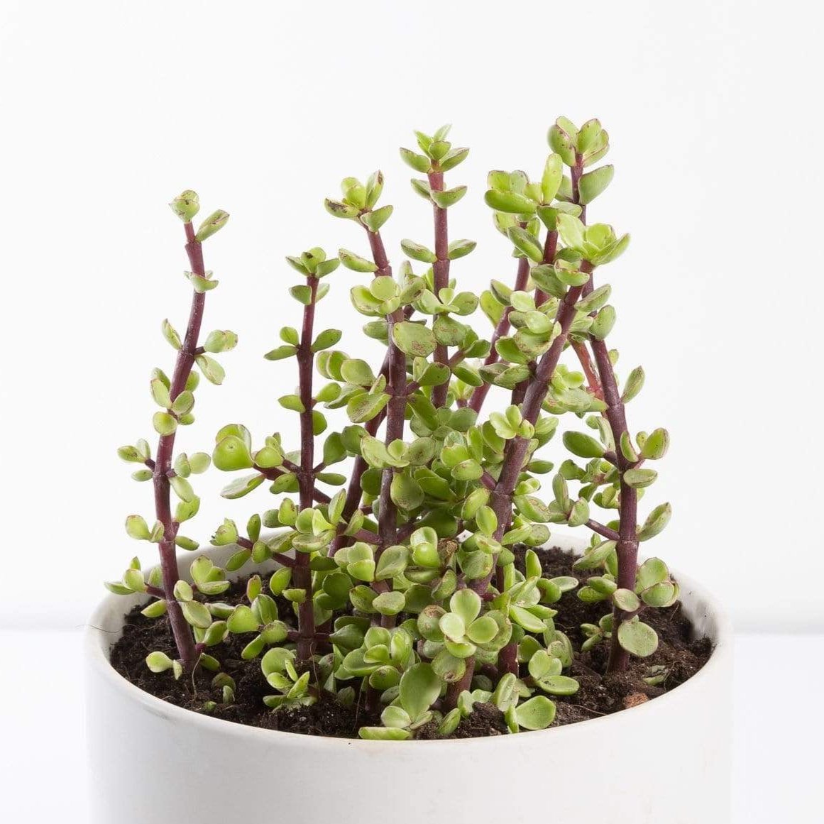 Urban Sprouts Plant Elephant Bush 'Rainbow'
