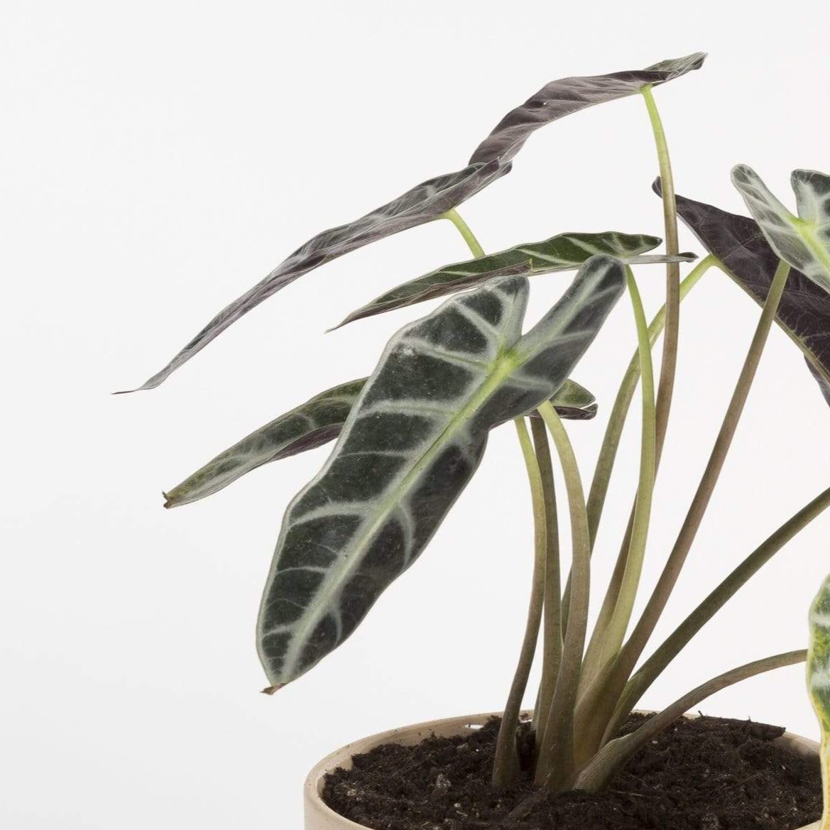 Elephant Ear 'Bambino' - Urban Sprouts