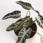 Elephant Ear 'Bambino' - Urban Sprouts