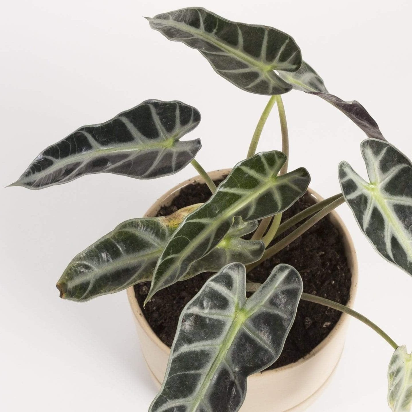 Elephant Ear 'Bambino' - Urban Sprouts