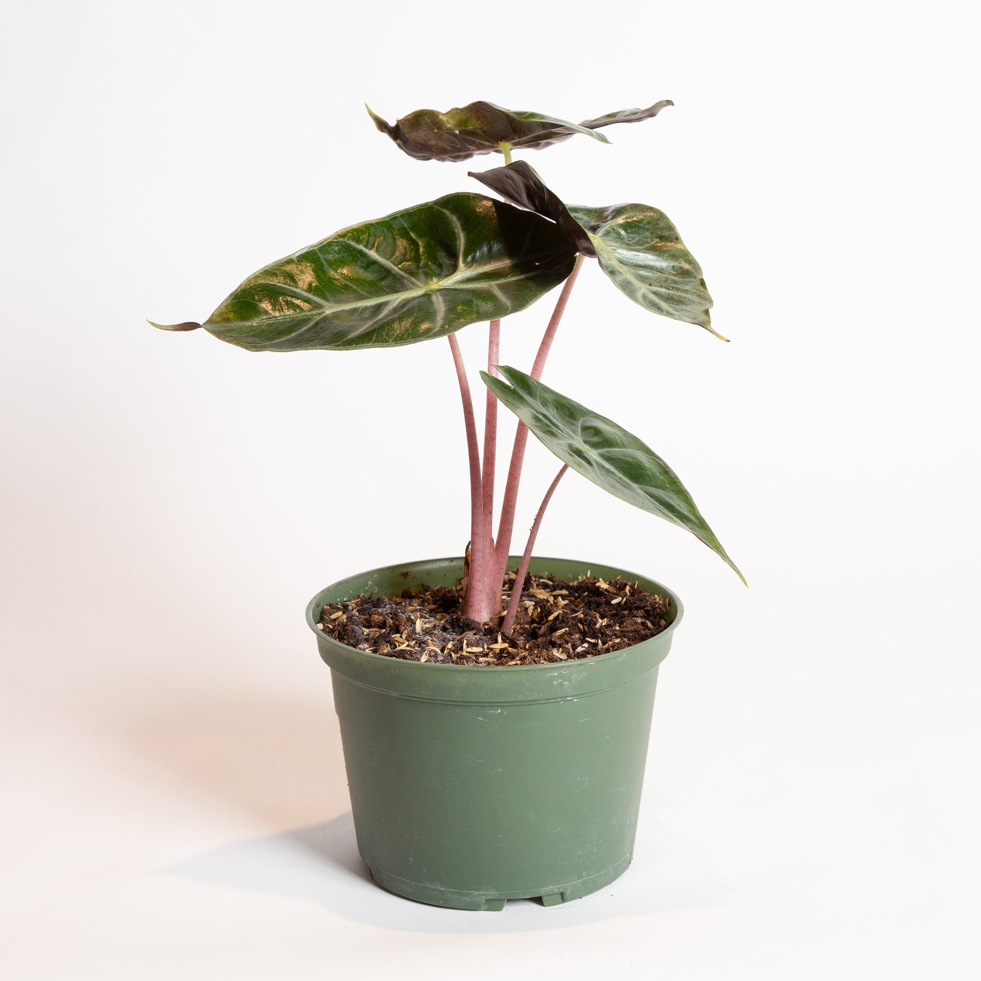 pink elephant ear plant Elephant Ear 'Pink Princess' 6"
