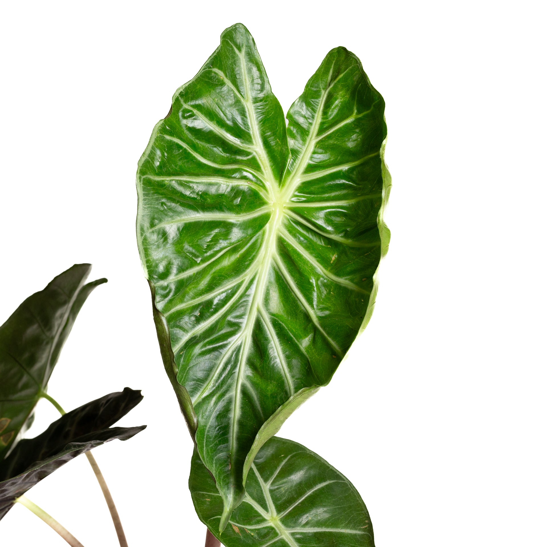 Elephant Ear 'Pink Princess' 8" - Urban Sprouts