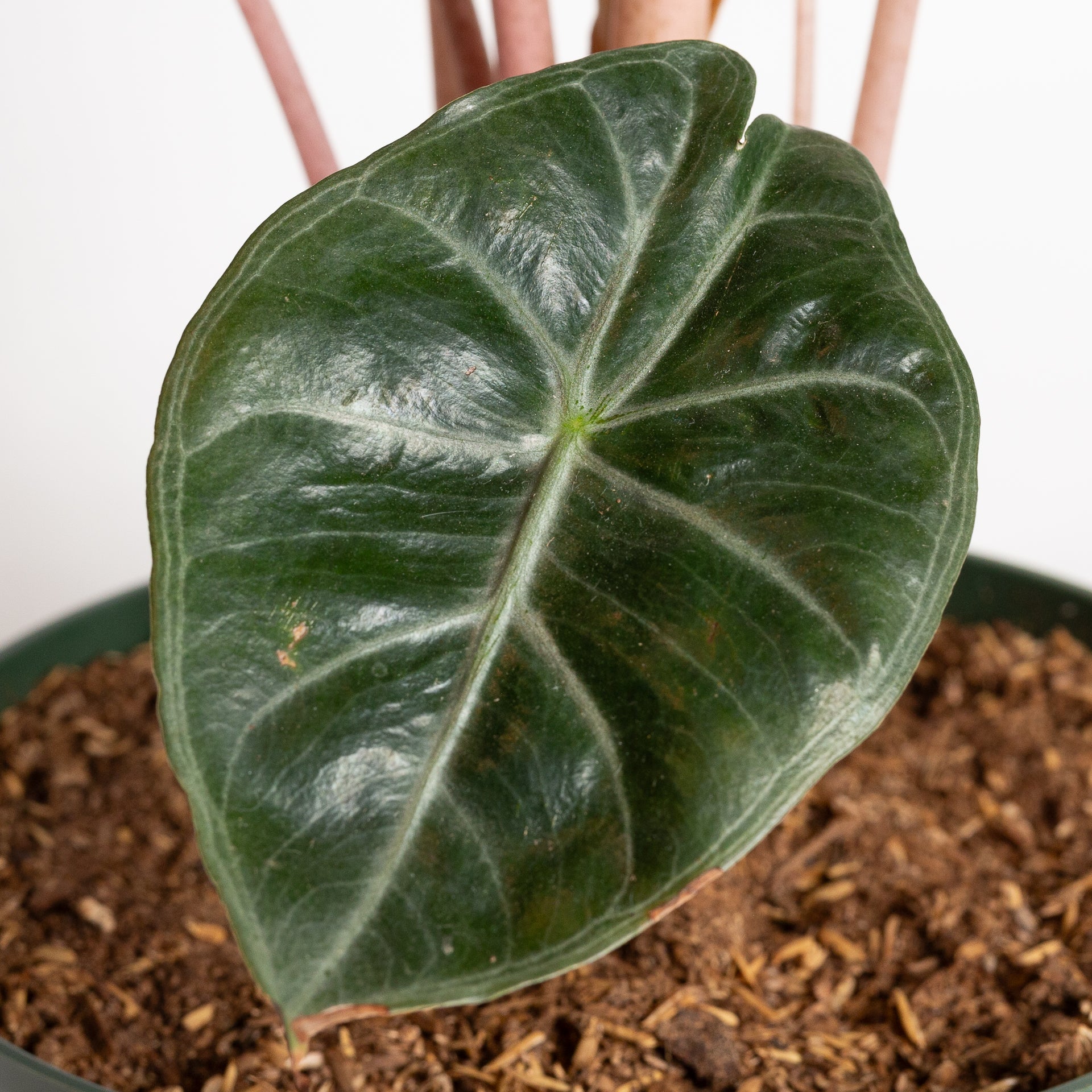 Elephant Ear 'Pink Princess' 8" - Urban Sprouts
