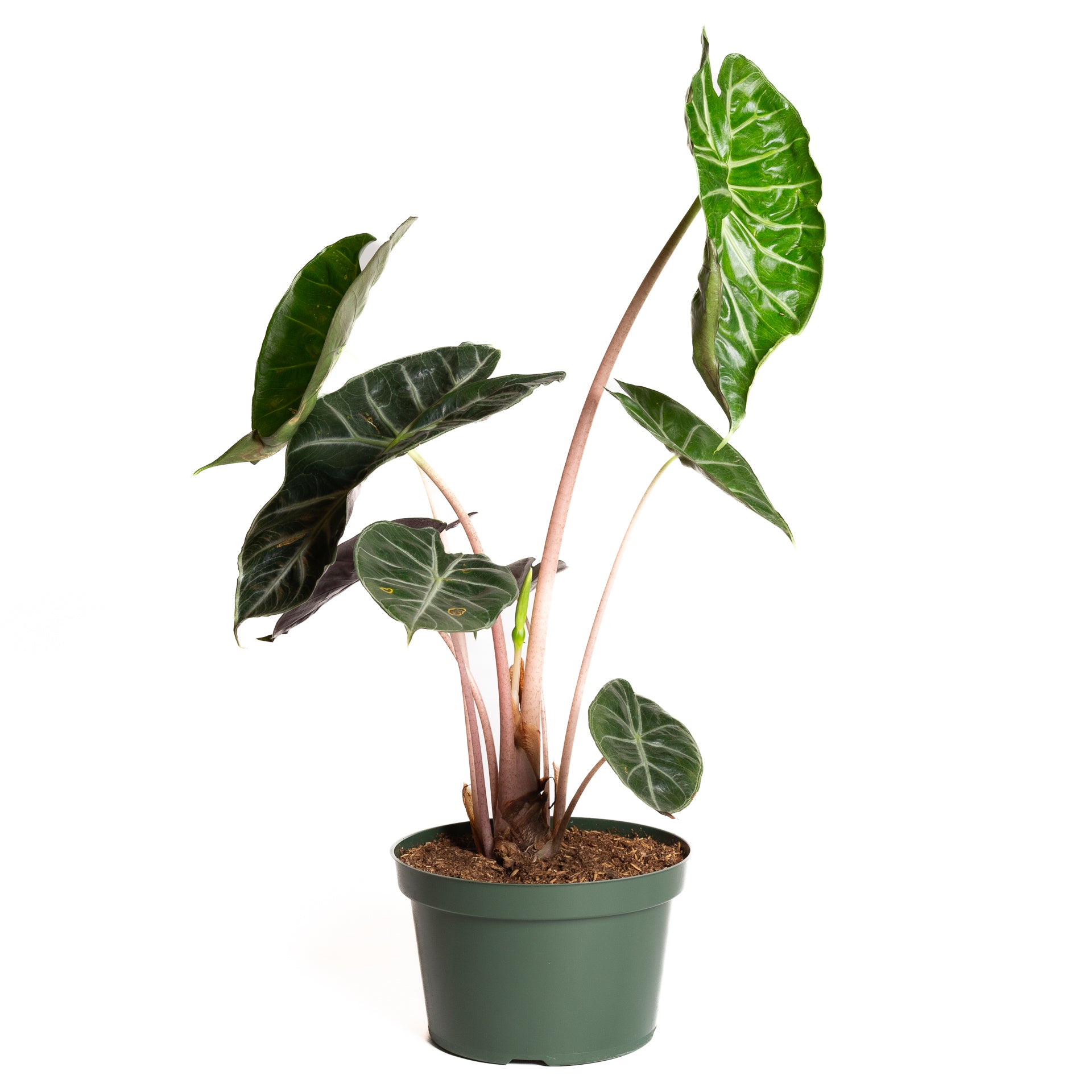 Elephant Ear 'Pink Princess' 8" - Urban Sprouts