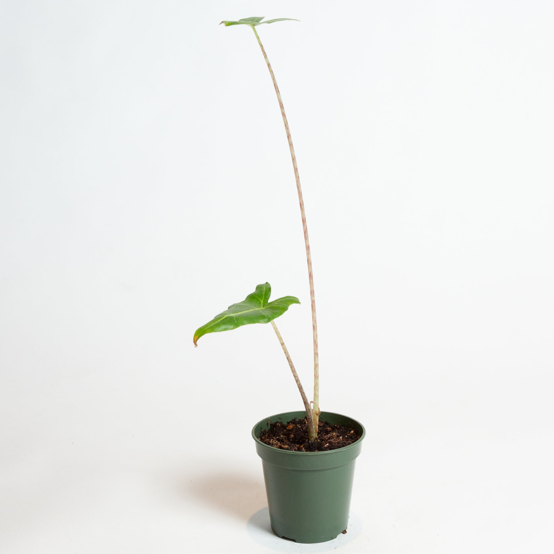 Elephant Ear 'Sarian' 4" - Urban Sprouts
