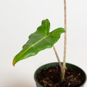 Elephant Ear 'Sarian' 4" - Urban Sprouts