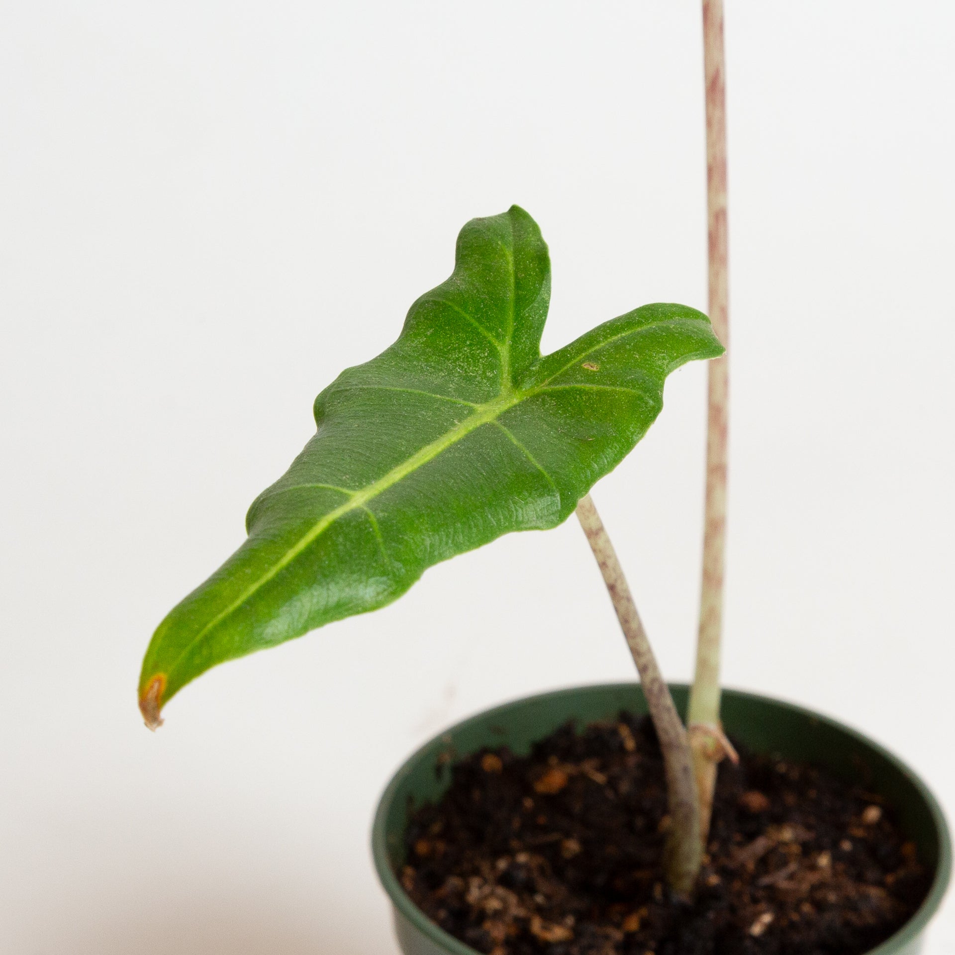 Elephant Ear 'Sarian' 4" - Urban Sprouts