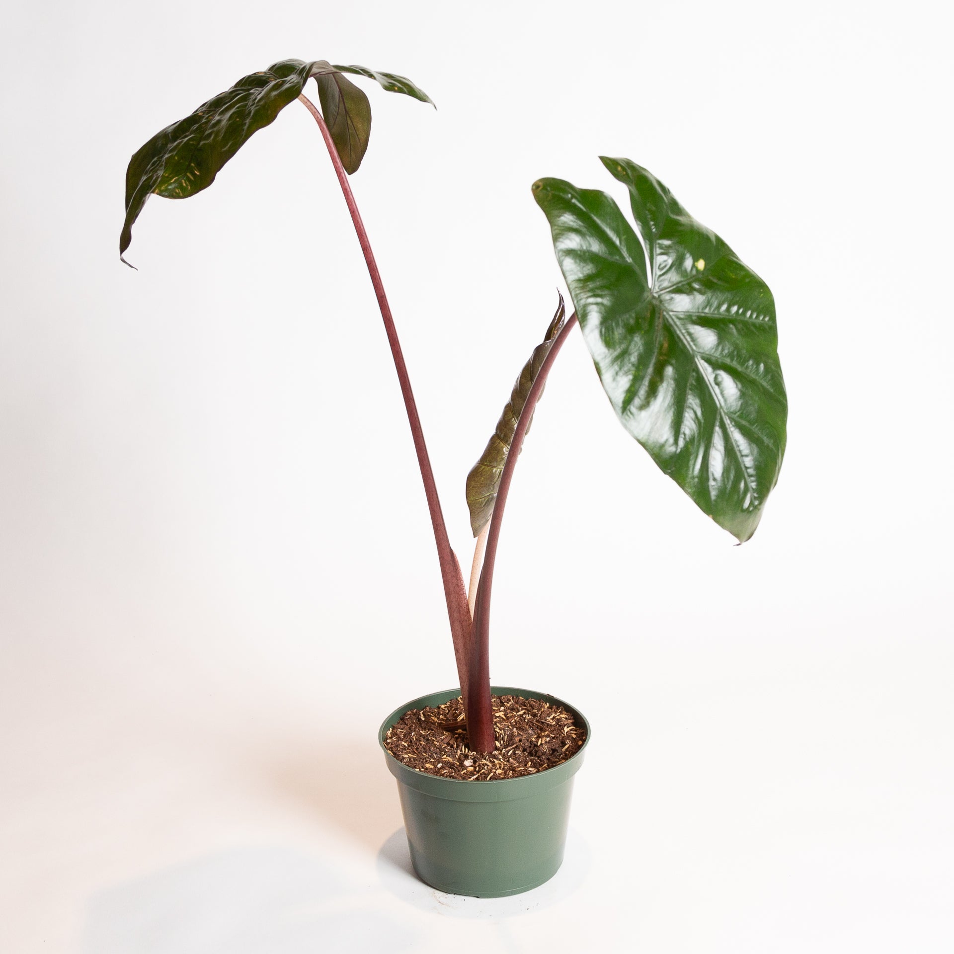 Elephant Ear 'Yucatan Princess' 6" - Urban Sprouts