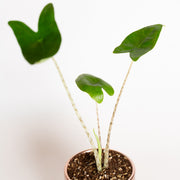 Elephant Ear "Zebrina" 4" - Urban Sprouts