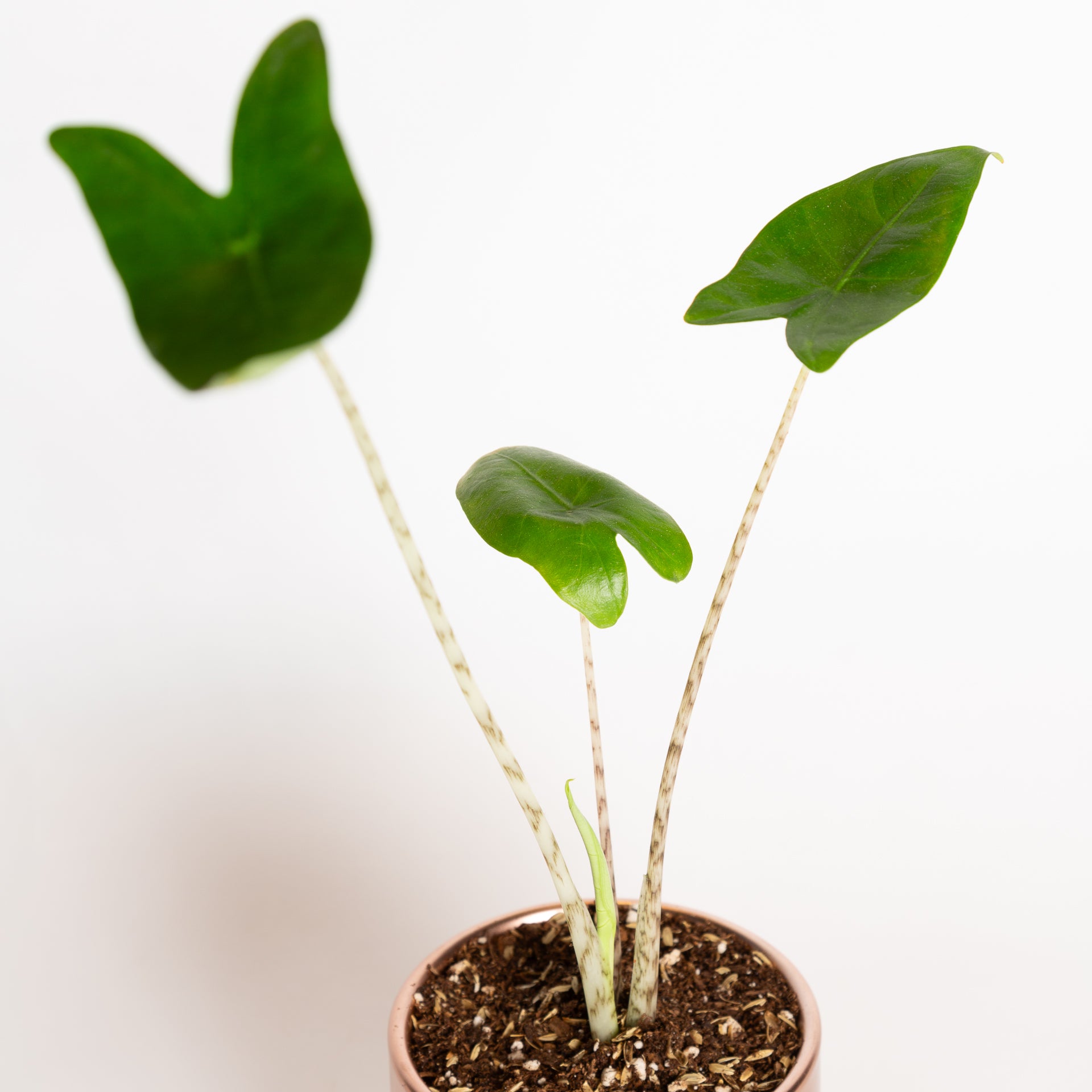 Elephant Ear "Zebrina" 4" - Urban Sprouts