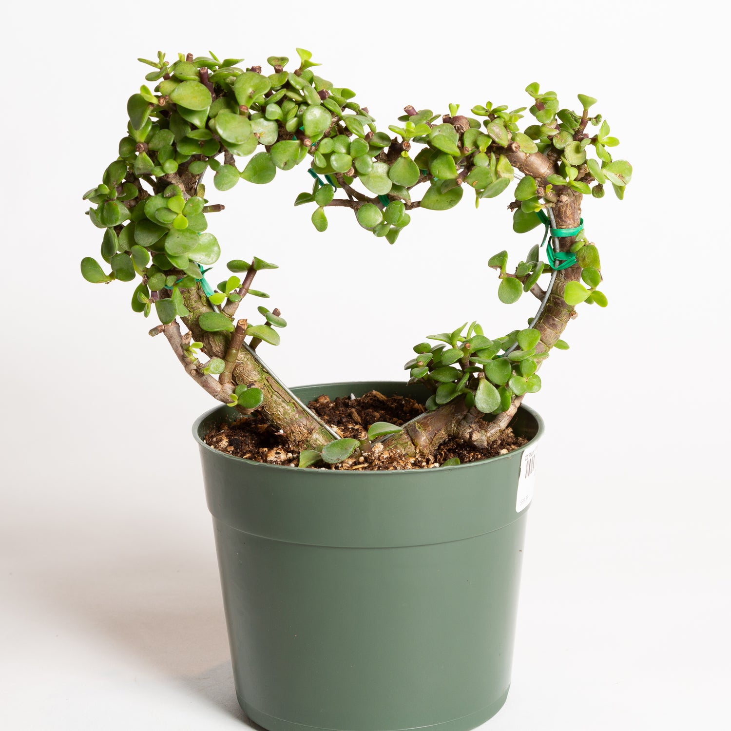 Elephant Bush 'Heart' 6" - Urban Sprouts