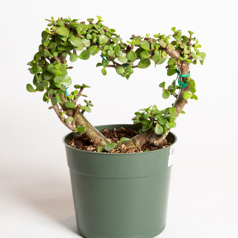 Elephant Bush 'Heart' 6" - Urban Sprouts