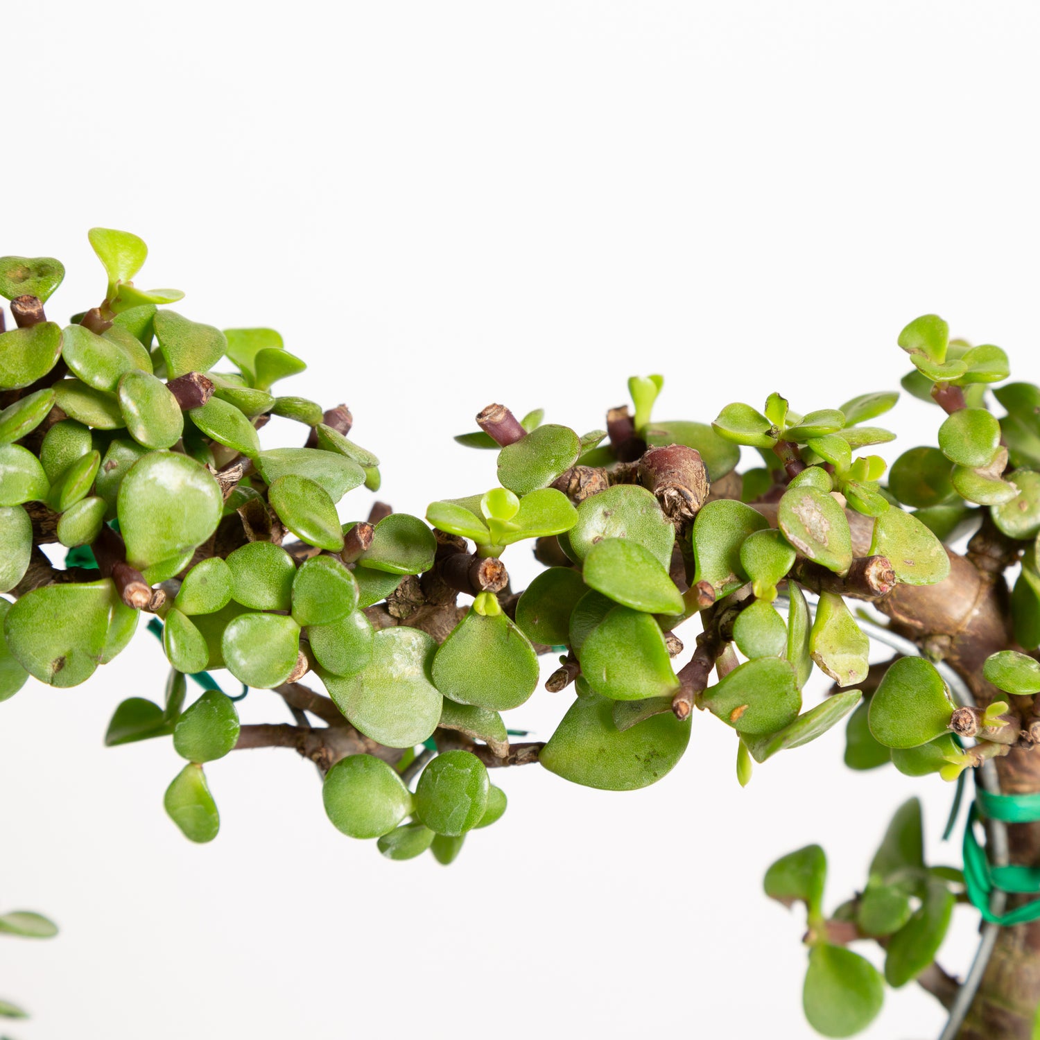 Elephant Bush 'Heart' 6" - Urban Sprouts