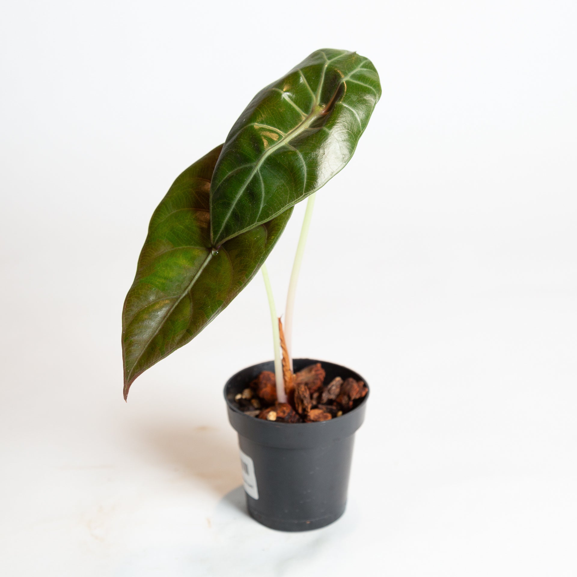 Elephant Ear 'Cuprea' 4" - Urban Sprouts