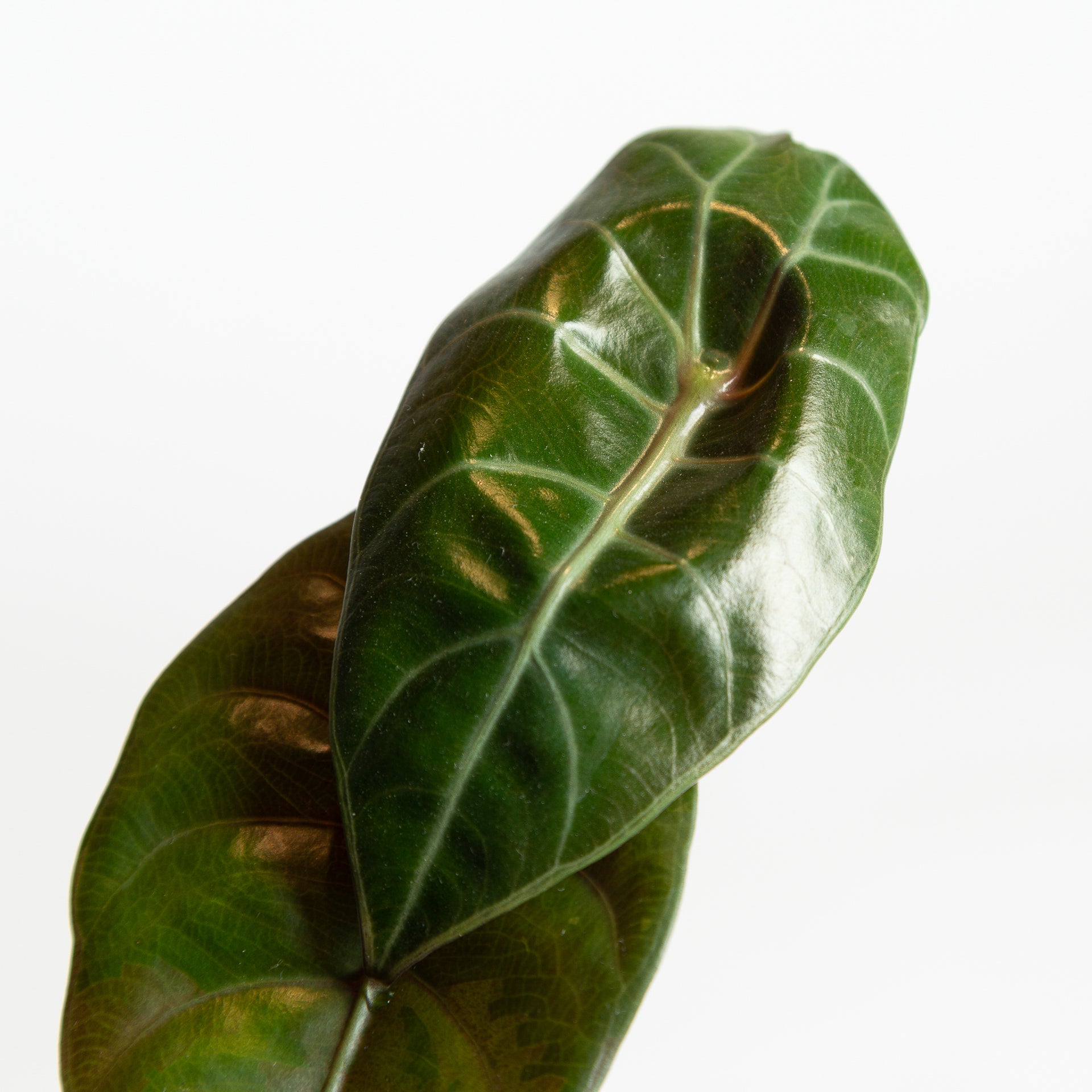 Elephant Ear 'Cuprea' 4" - Urban Sprouts