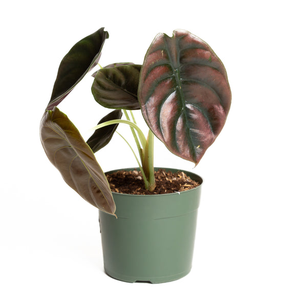 Elephant Ear 'Cuprea - Red Secret' 6" - Urban Sprouts