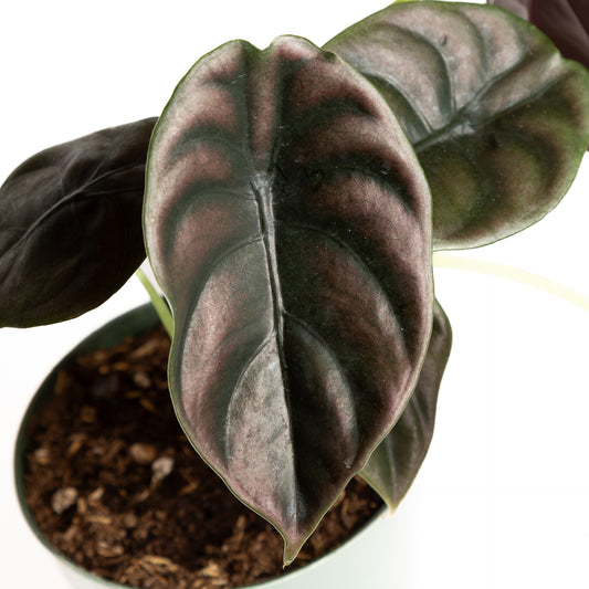 Elephant Ear 'Cuprea - Red Secret' 6" - Urban Sprouts