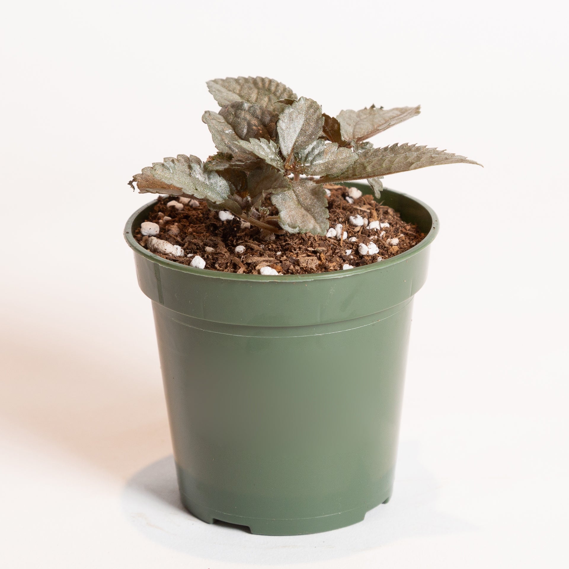 Pilea 'Ellen' 4" - Urban Sprouts