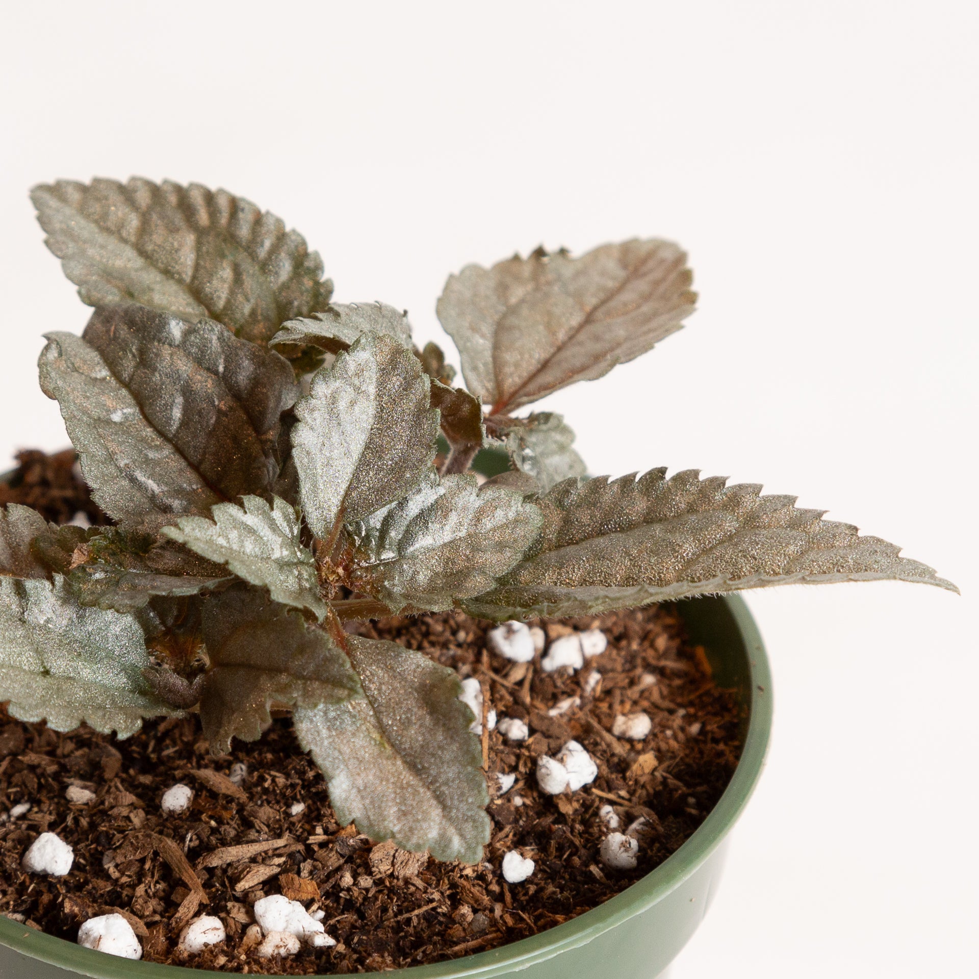 Pilea 'Ellen' 4" - Urban Sprouts