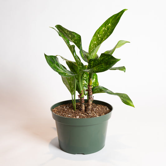 Chinese Evergreen 'Emerald Star' 8"