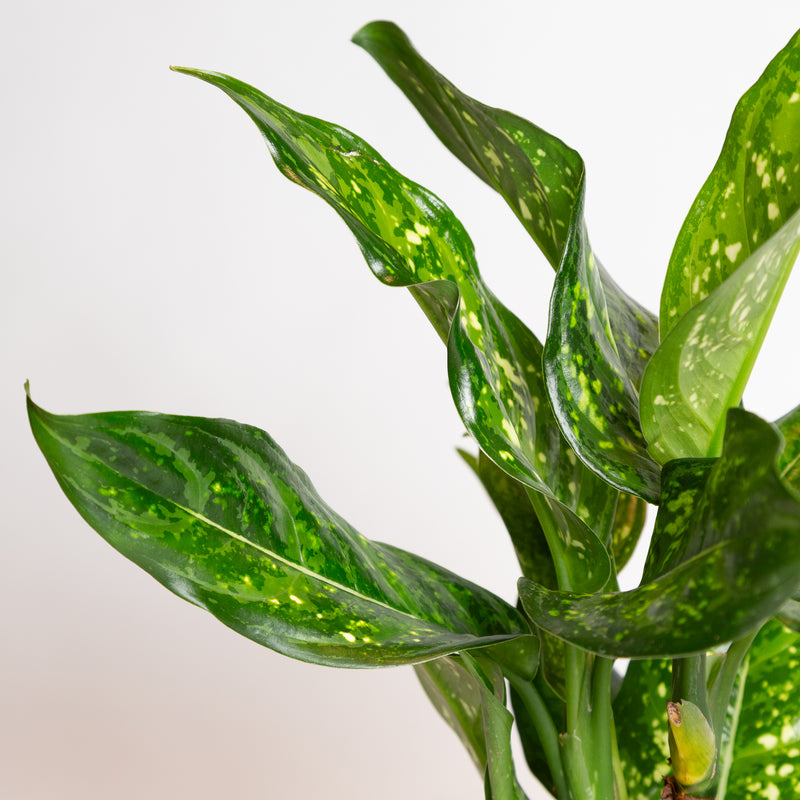 Chinese Evergreen 'Emerald Star' 8"