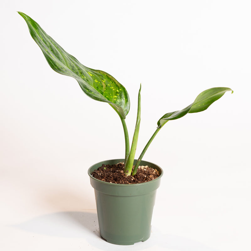 Chinese Evergreen 'Emerald Star' 4"