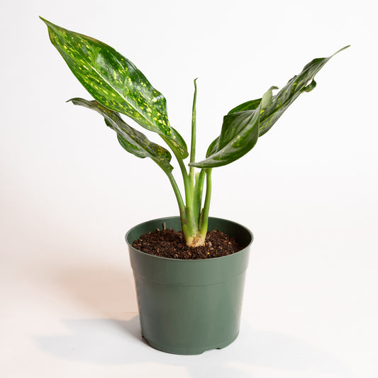 Chinese Evergreen 'Emerald Star' 6"