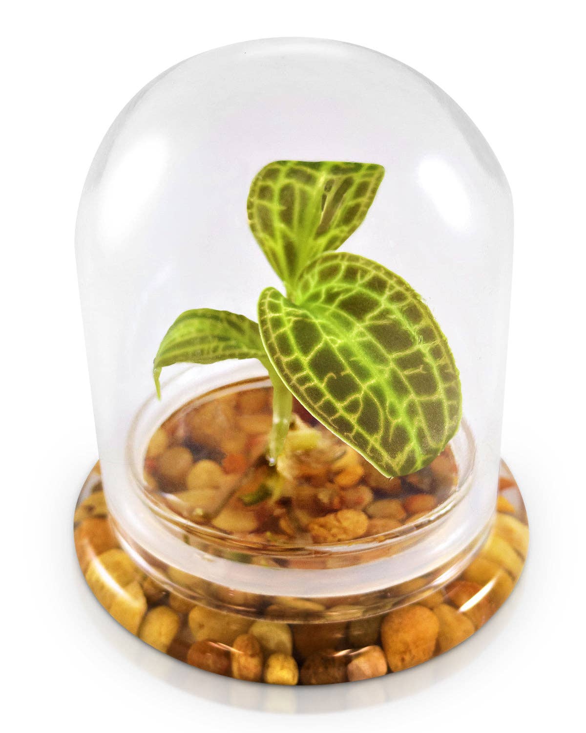 Jewel Orchid Terrarium, Macodes Sanderiana, Great Unique Gift, 100% Growth Guarantee: With Moss - Urban Sprouts