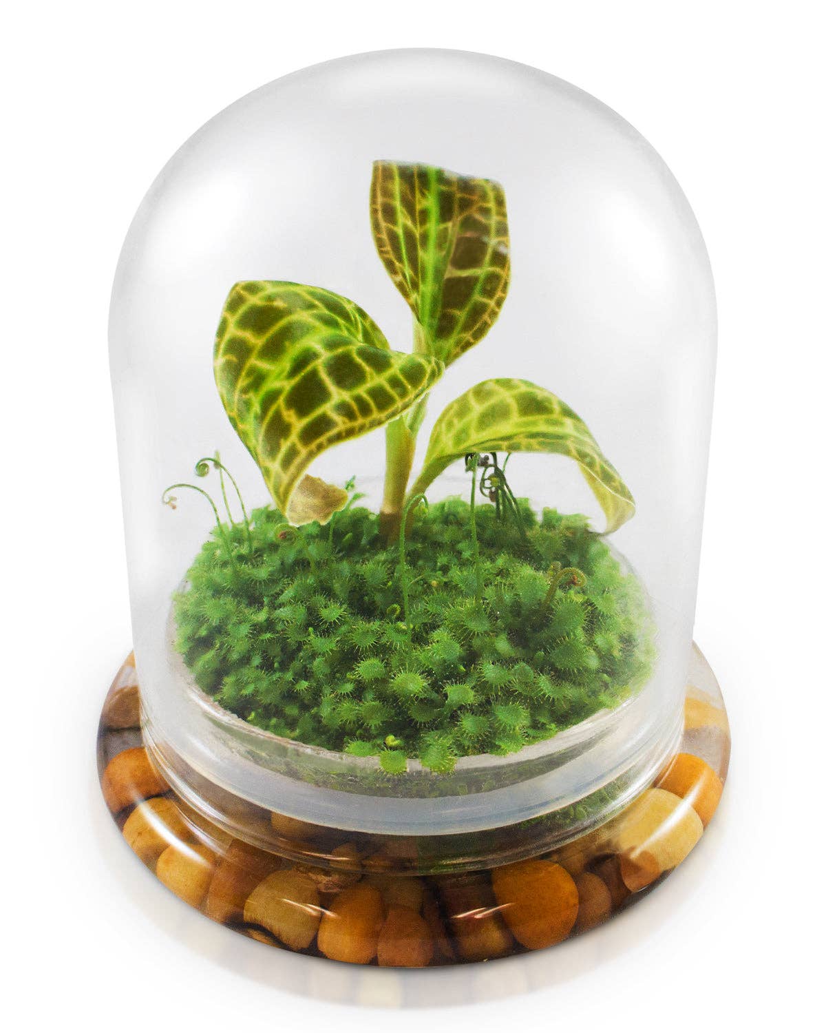 Jewel Orchid Terrarium, Macodes Sanderiana, Great Unique Gift, 100% Growth Guarantee: With Moss - Urban Sprouts