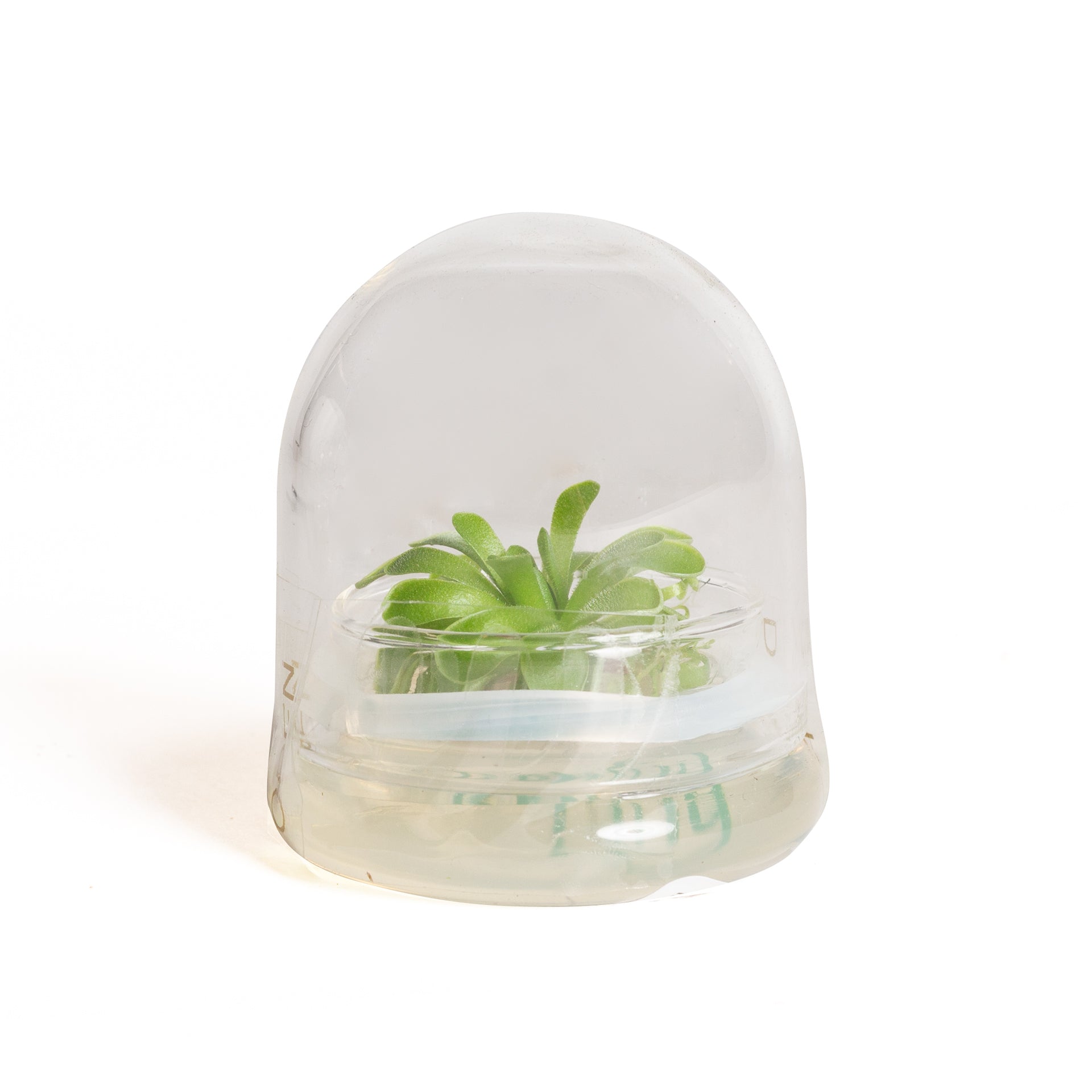 Enclosed Mexican Butterwort Terrarium - Small - Urban Sprouts