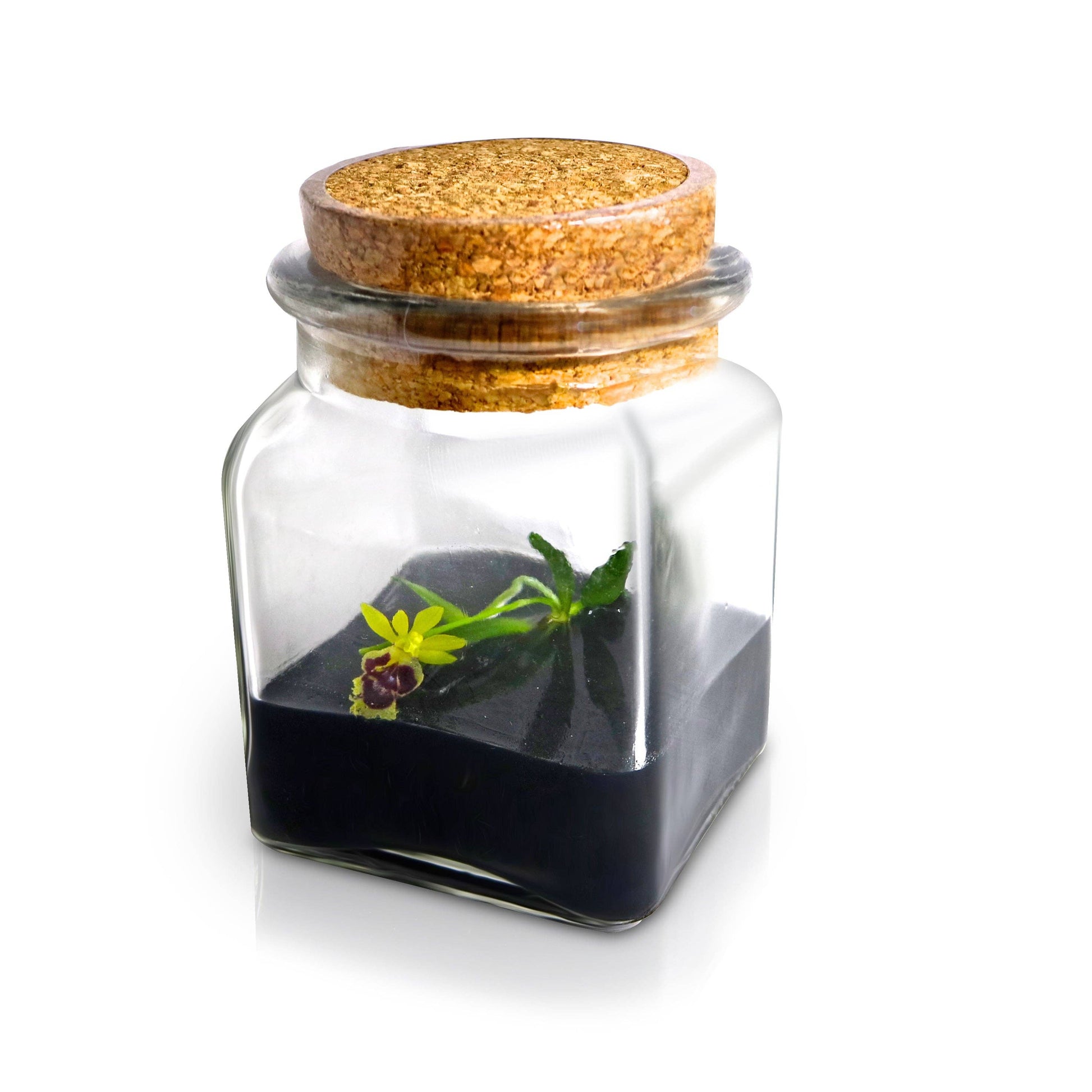 Live Miniature Orchid Terrarium, Haraella Retrocalla, Rear Facing Lip Spur Haraella, Black Gel - Urban Sprouts