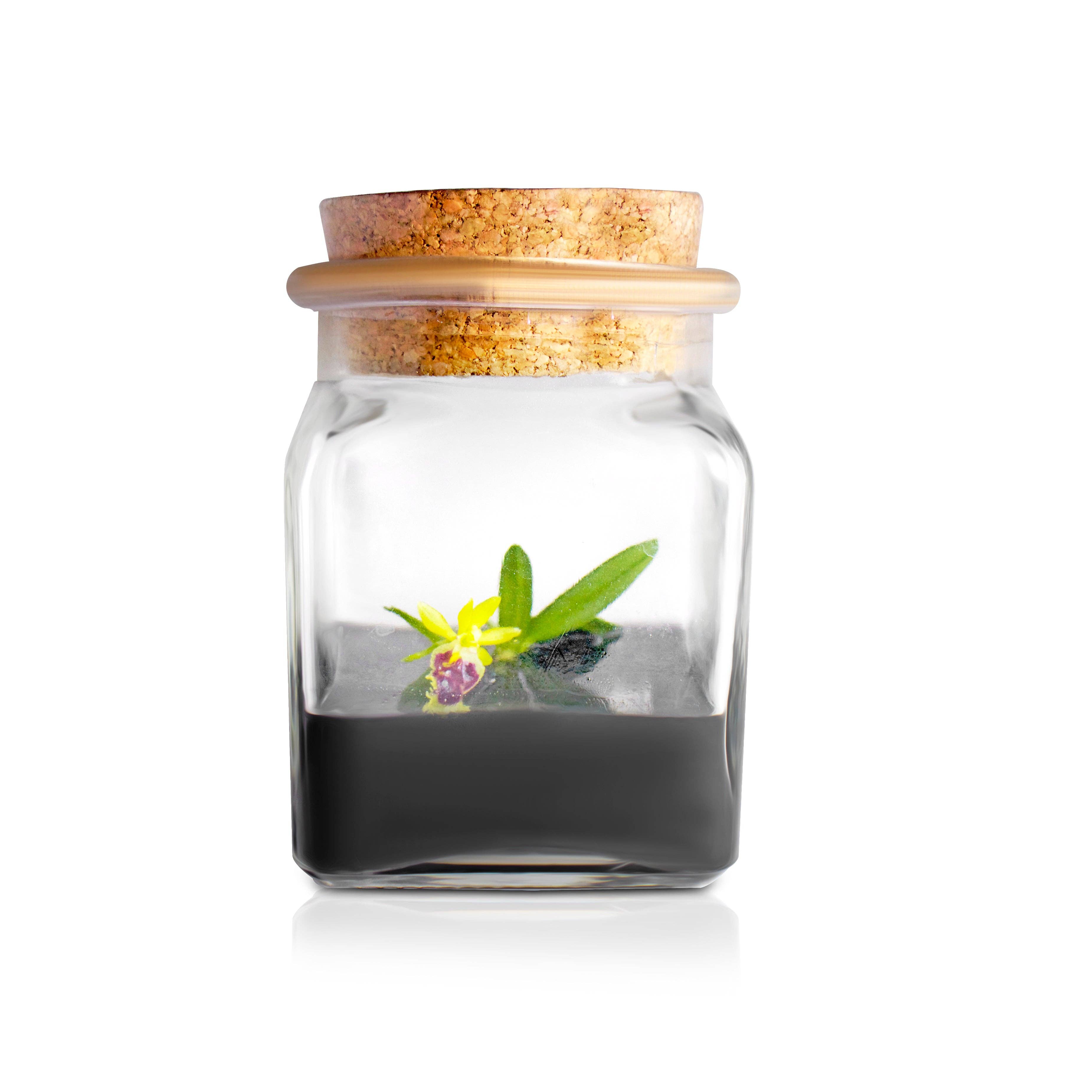 Live Miniature Orchid Terrarium, Haraella Retrocalla, Rear Facing Lip Spur Haraella, Black Gel - Urban Sprouts