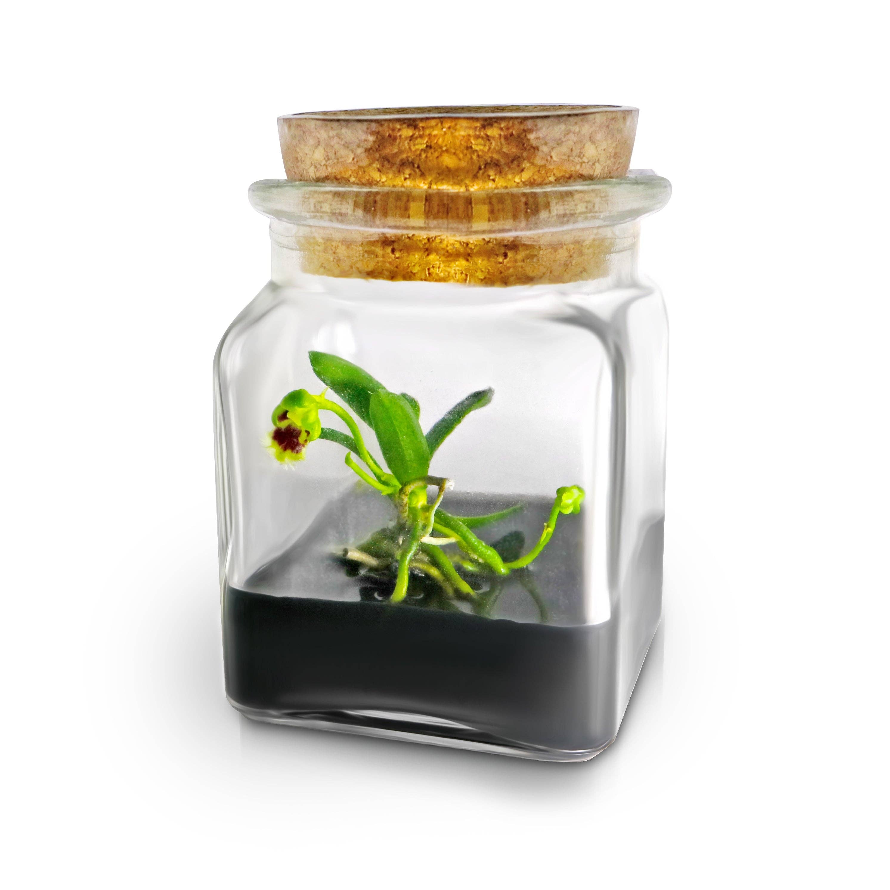 Live Miniature Orchid Terrarium, Haraella Retrocalla, Rear Facing Lip Spur Haraella, Black Gel - Urban Sprouts