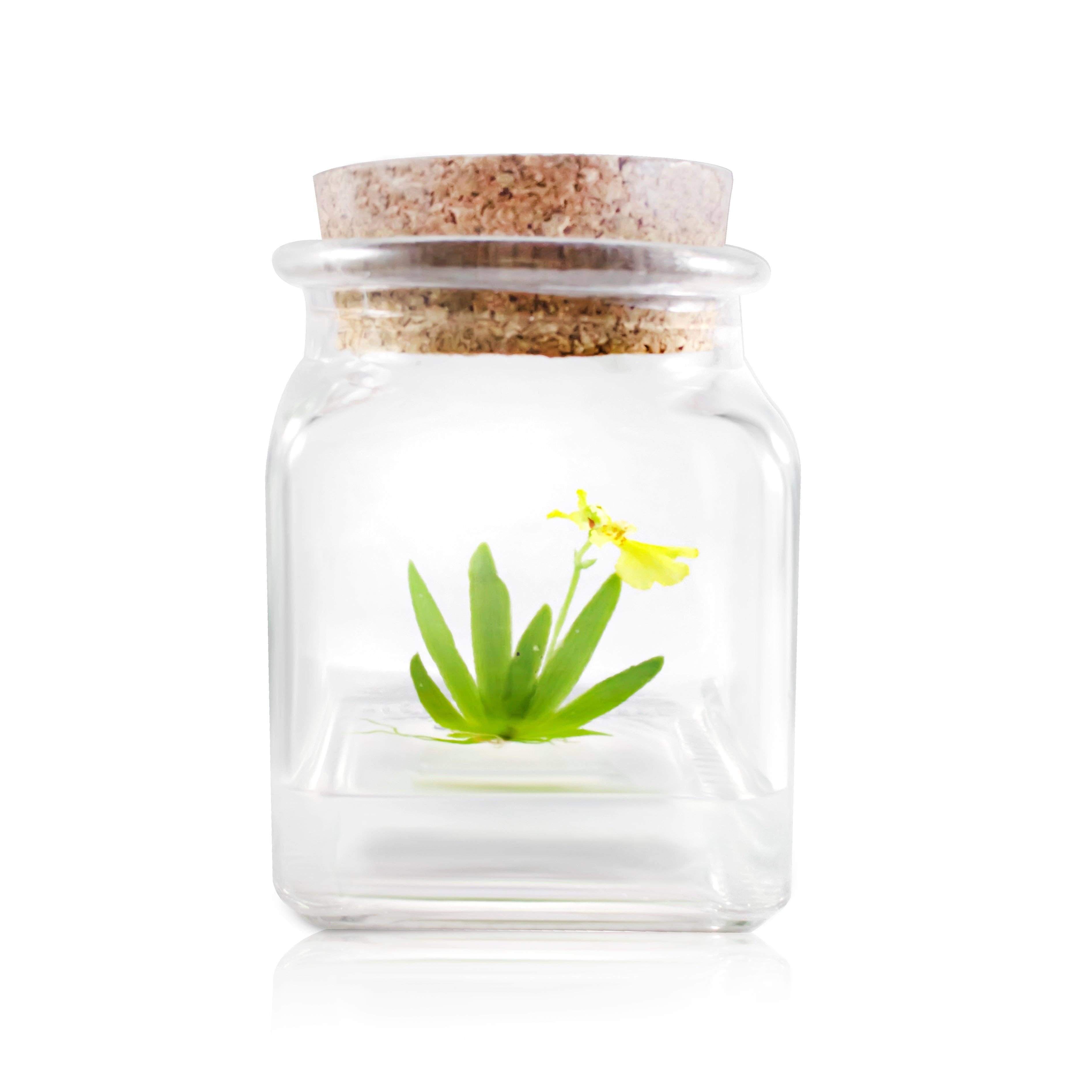 Live Miniature Orchid Terrarium, Psygmorchis Pusilla, Signature Product: With Spike - Urban Sprouts