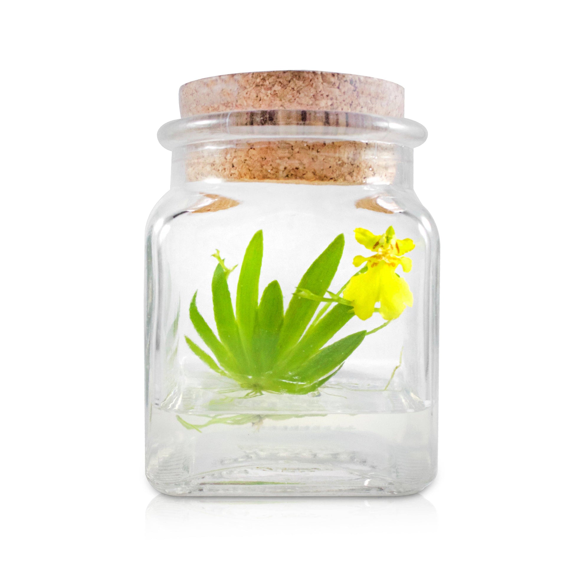 Live Miniature Orchid Terrarium, Psygmorchis Pusilla, Signature Product: With Spike - Urban Sprouts