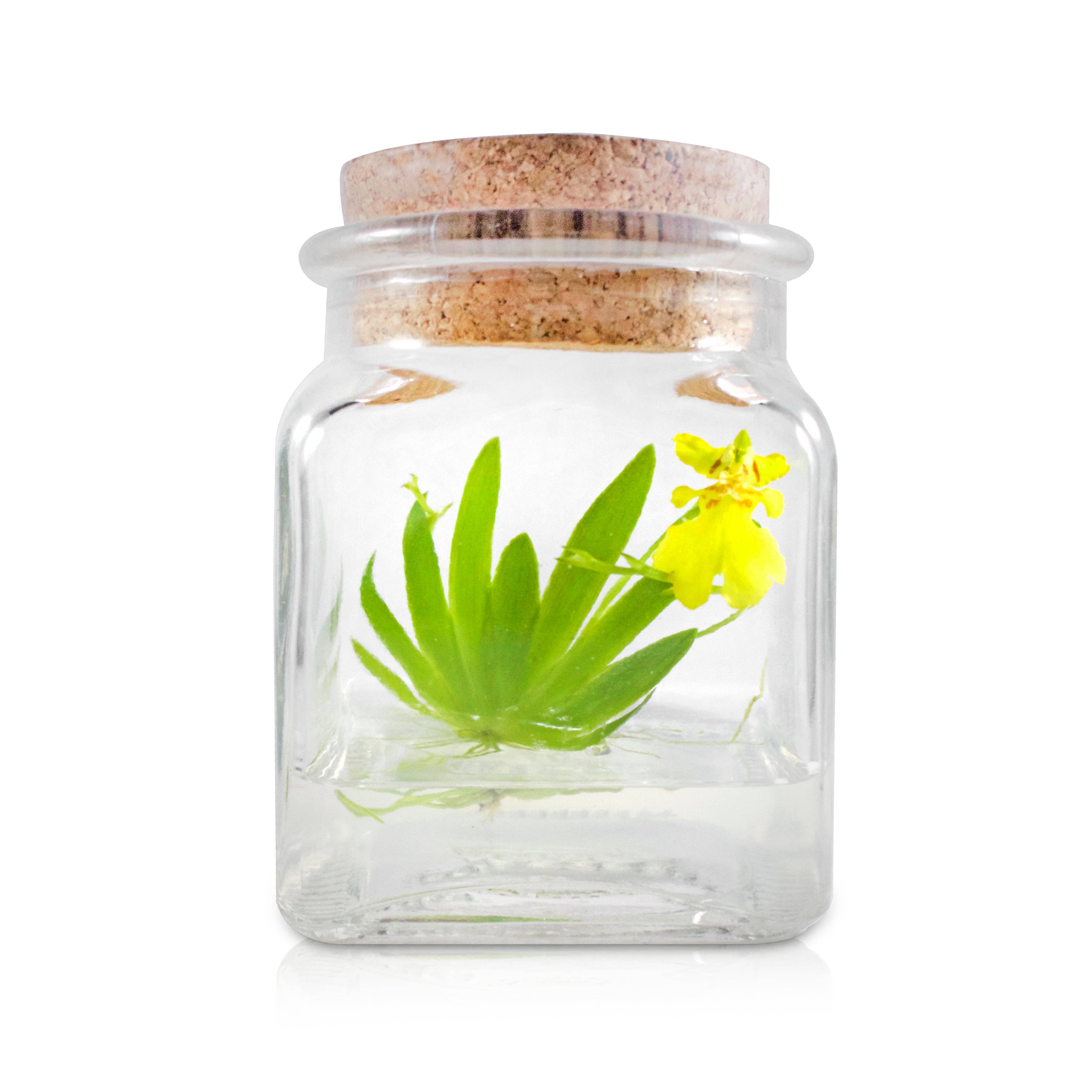 Live Miniature Orchid Terrarium, Psygmorchis Pusilla, Signature Product: With Spike - Urban Sprouts
